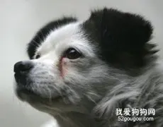狗狗多泪和红褐色泪痕形成的原因及处理办法