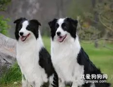 怎样挑选聪明狗狗？