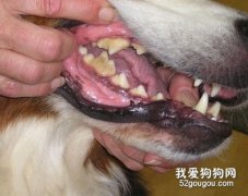 怎样预防狗狗齿菌斑？