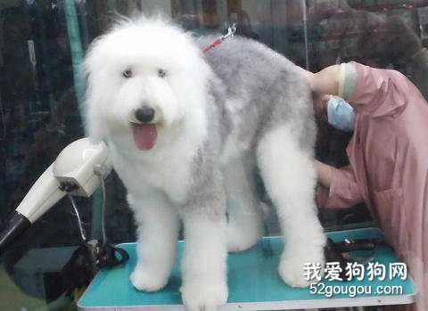 为古牧洗澡
