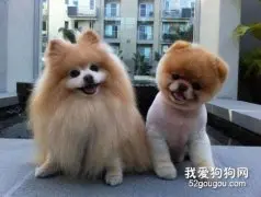 博美美容的常识
