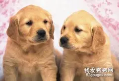 怎样看待幼犬生长速度？