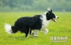 怎样带狗狗运动最健康？