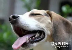 怎样防治狗狗牙周炎？