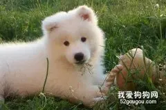 狗狗经常咬野草和泥沙是怎么回事？