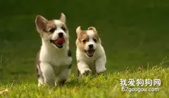 小狗为什么喜欢跑？