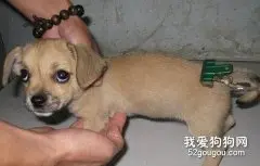 狗狗体温变化