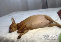 怎样照顾孕后狗狗？