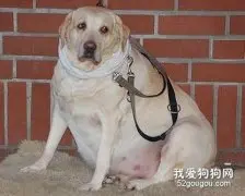 如何判断狗狗肥胖？