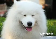 怎样让狗狗毛发茂盛？