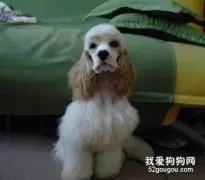 怎样做好狗狗的愈后护理工作？