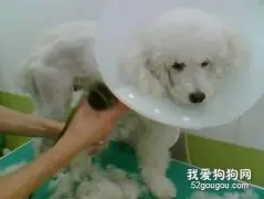 狗狗剪毛后的表现