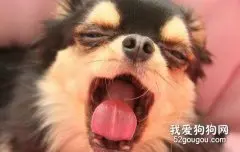 怎样做好狗狗的口腔保健工作？