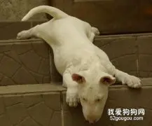 狗狗爬楼梯并非好事