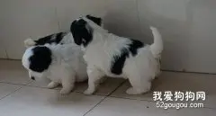 如何喂养幼龄蝴蝶犬？