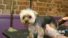 怎样给狗狗梳理和修饰？