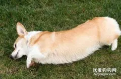 训练柯基犬的5个注意事项