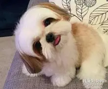西施犬怎么打扮更好看?