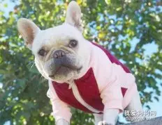 波士顿梗犬的性格特点是什么