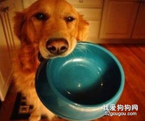 狗狗吃饭
