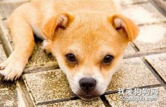 狗狗为什么会得关节病？