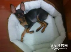 狗狗为什么腿软？