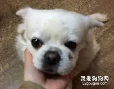 狗狗为什么抓脸？