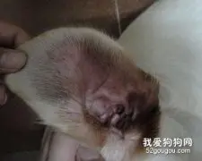 如何防治疗犬只外耳炎？