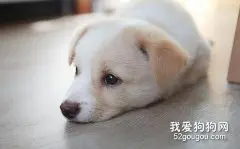 宠物为什么会得抑郁症？
