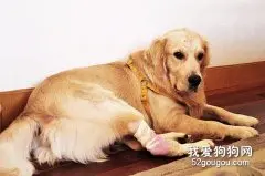老年狗狗的睡眠非常重要