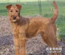 狗狗体臭是怎么回事？