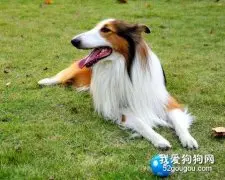 狗狗运动不要过度！