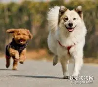 狗狗为什么喜欢跑步？