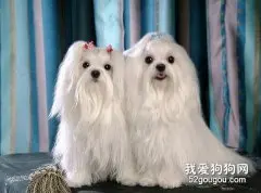 马尔济斯犬与西施犬的美容有什么区别？