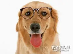 狗狗的视力怎么样呢？