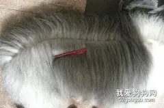怎样给长毛狗梳毛？