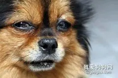 探秘狗狗流泪
