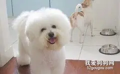 夏季怎样做好狗狗的保健工作？