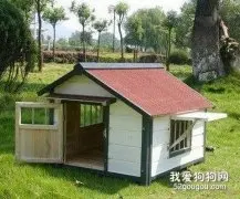 夏天，狗狗卫生不容忽视