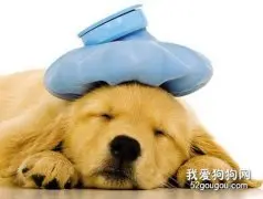 狗狗为什么会得病？