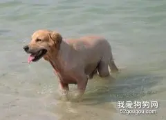 怎样带宠物犬下水？