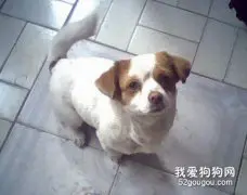 白蛉危害狗狗健康！