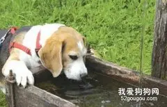 夏季，狗狗千万不能渴着