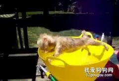 狗狗不愿意洗澡怎么办？