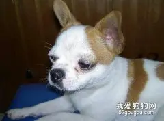 犬只过敏有哪些共同症状？