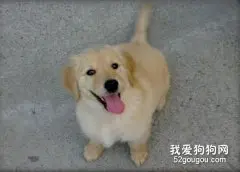 狗狗的记忆力有什么特点？