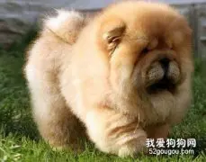 你所不知道的松狮犬