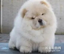 如何护理生病的松狮狗狗？