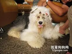怎样给英国古代牧羊犬美容？