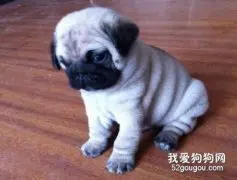 怎样给巴哥犬清理耳道？